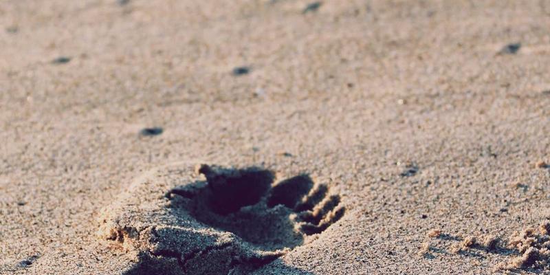 NBA球星的心理密码：篮球战术之外的专注力与抗压训练法