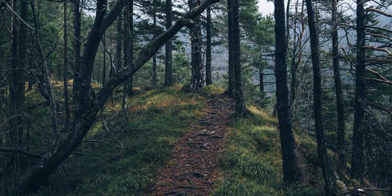 篮球100：构建球迷交流新生态，打造深度运动社区