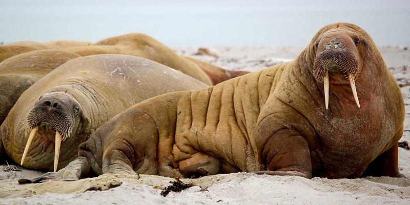 篮球17：从战术革新到CBA新赛季的全面解读