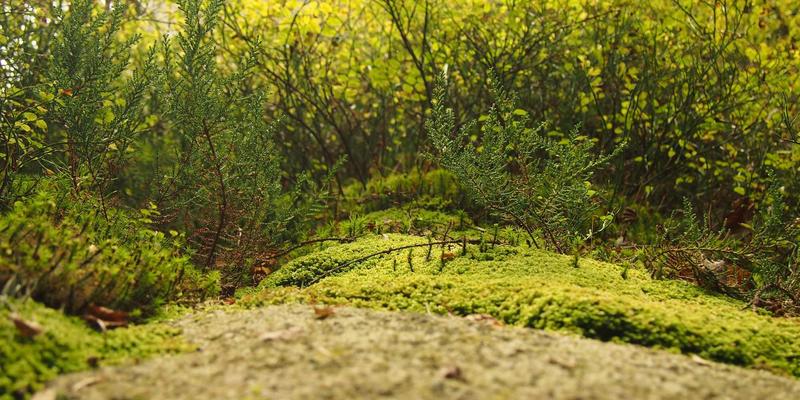 篮球75：从赛事新闻到战术演进，构建全民参与的运动社区新生态